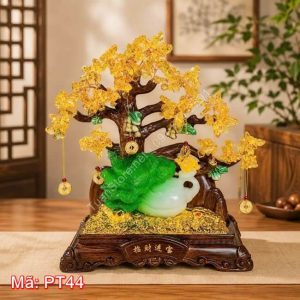 Cây tài lộc cải bắp ngọc PT44